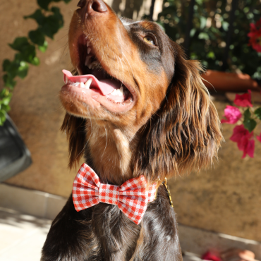 Noeud Papillon Vichy pour Chien - Chic & retro