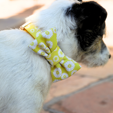 Noeud Papillon Jaune & Marguerites - Chien stylé en Bardot !