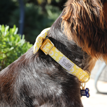 Noeud Papillon Jaune & Marguerites - Chien stylé en Bardot !