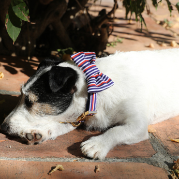 Noeud Papillon pour Chien à Clipper - Style Marinière Tropézienne