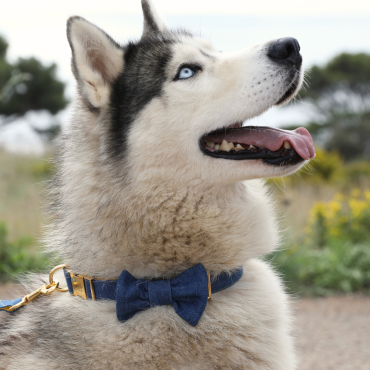 Noeud Papillon pour Chien en Jean - Clip sur Collier ou Harnais