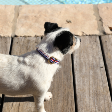 collier pour chien solide et stylé