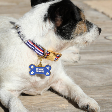 collier pour chien solide