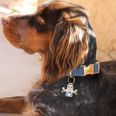 collier pour chien solide