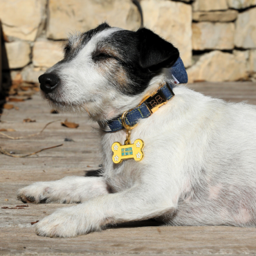 collier pour chien solide