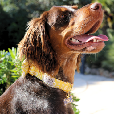 collier pour chien solide