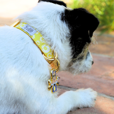 collier pour chien solide