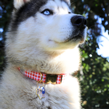 collier pour chien