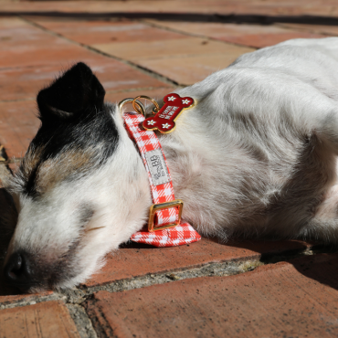 collier pour chien