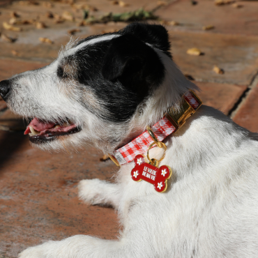 collier pour chien