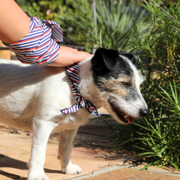 Bandana marinière stylé & chic - Pour un look MATCHY avec son chien !