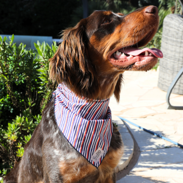 Bandana marinière pour chien ou chat : le style avant tout !