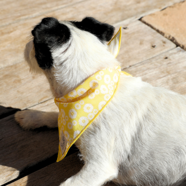 Bandana marguerites pour chien ou chat : pep's & chic !