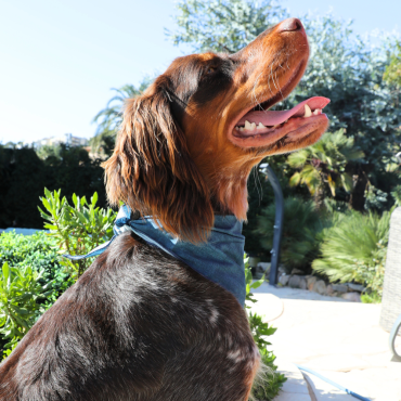 Bandana Jean pour chien ou chat : Stylé & rock !