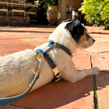 Harnais en jean pour chien - Style décontracté et tendance