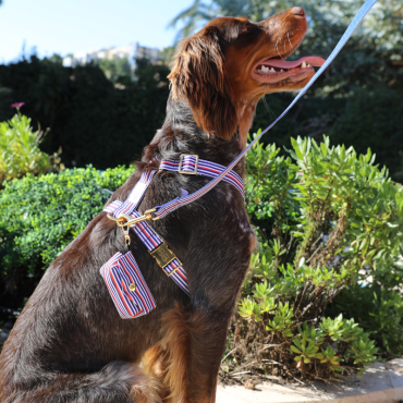 Laisse pour Chien Marinière 120 cm - Style et confort