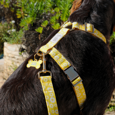 Laisse pour Chien Jaune & Marguerites - Style et solidité réunis