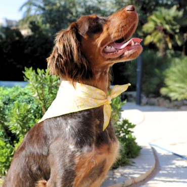 Bandana marguerites pour chien ou chat : pep's & chic !