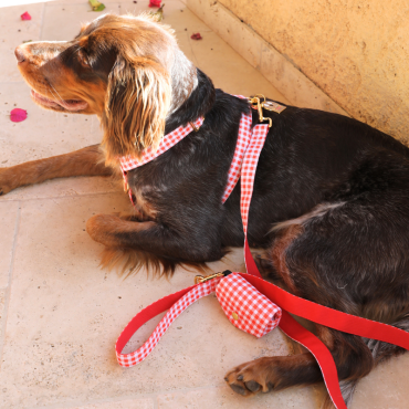 Laisse pour Chien en Vichy - Chic et Stylée