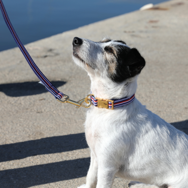 Laisse pour Chien Marinière 120 cm - Style et confort