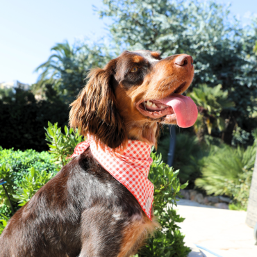 Bandana vichy pour chien & chat  : un look tendance retro !