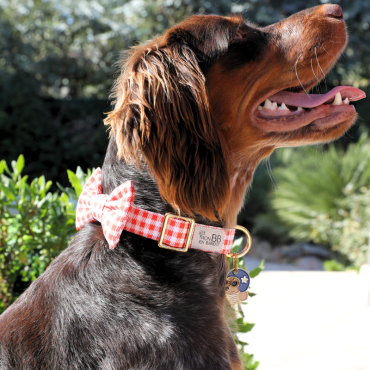 collier pour chien