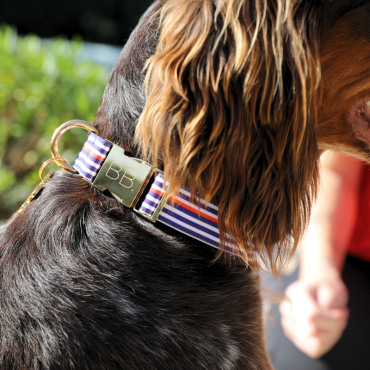 collier pour chien solide et stylé