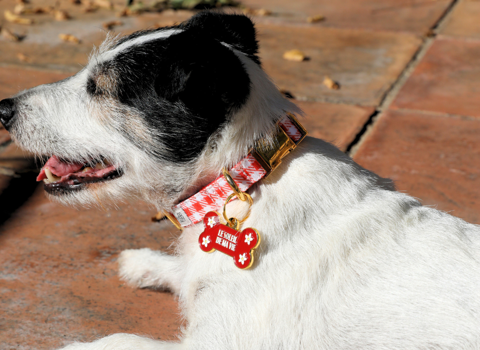 accessoires-chiens-bardot